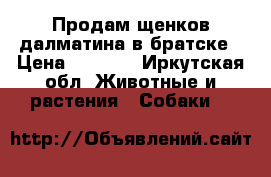 Продам щенков далматина в братске › Цена ­ 2 500 - Иркутская обл. Животные и растения » Собаки   